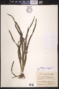 Vallisneria americana image