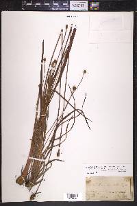 Xyris torta image