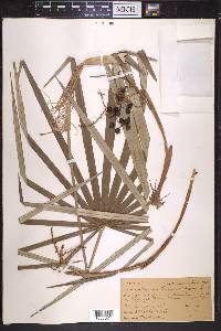 Coccothrinax garberi image