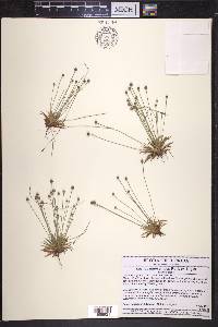 Lachnocaulon engleri image