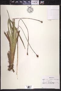 Xyris serotina image
