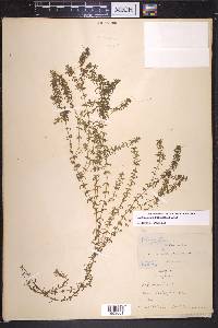 Elodea nuttallii image