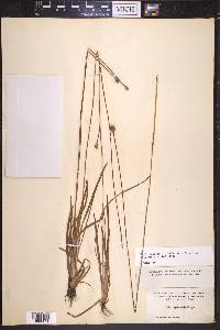 Xyris jupicai image