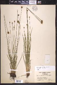 Xyris jupicai image