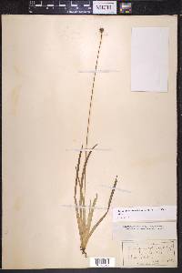 Xyris serotina image