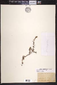 Elodea nuttallii image