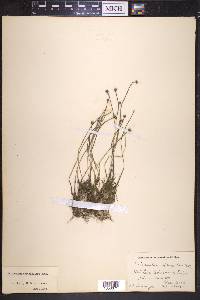 Eriocaulon septangulare image