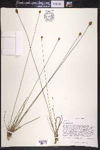 Xyris longisepala image