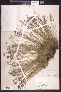 Lachnocaulon engleri image