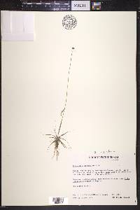 Eriocaulon aquaticum image