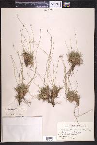 Lachnocaulon minus image