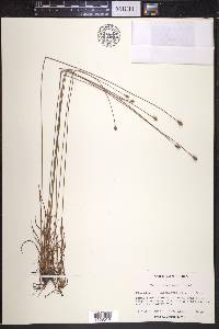 Xyris longisepala image