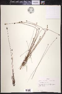 Xyris longisepala image