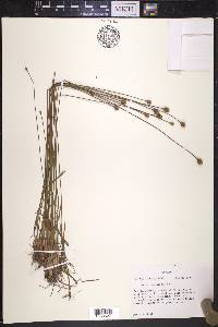 Xyris longisepala image