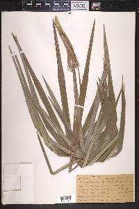 Coccothrinax garberi image