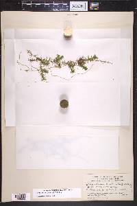 Elodea nuttallii image