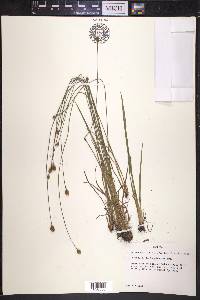 Xyris longisepala image