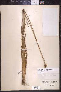 Xyris jupicai image