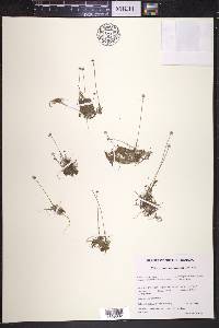 Eriocaulon aquaticum image