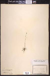 Eriocaulon septangulare image