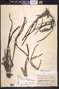 Thalassia testudinum image