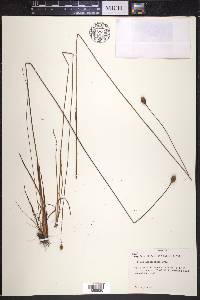 Xyris longisepala image