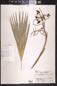 Coccothrinax garberi image