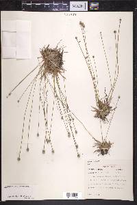 Lachnocaulon glabrum image