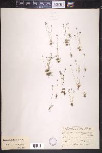 Eriocaulon septangulare image