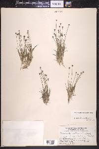 Eriocaulon pellucidum image