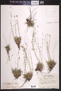 Lachnocaulon minus image