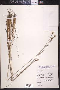 Xyris longisepala image