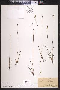 Xyris montana image