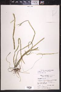 Vallisneria americana image