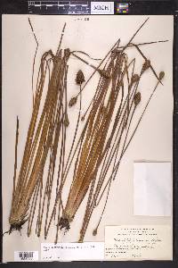 Xyris platylepis image