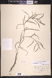 Heteranthera dubia image