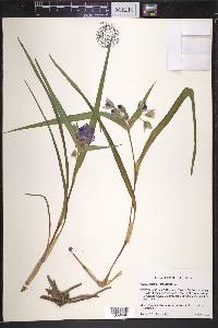 Tradescantia virginiana image