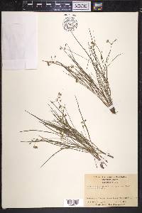 Tradescantia rosea var. graminea image