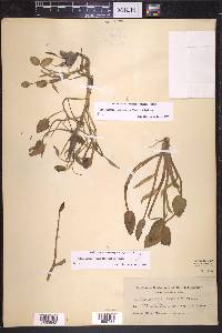 Heteranthera rotundifolia image