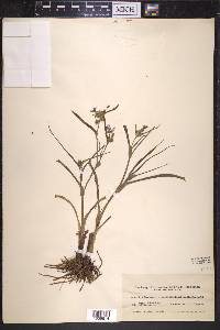 Tradescantia universitatis image