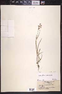 Luzula bulbosa image