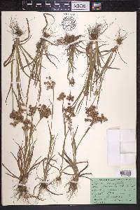 Luzula campestris image