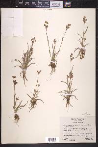 Luzula bulbosa image