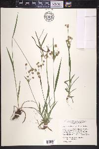 Luzula bulbosa image