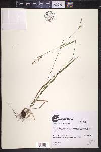 Luzula bulbosa image