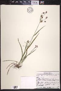 Luzula bulbosa image
