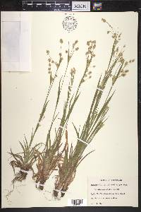 Luzula campestris image