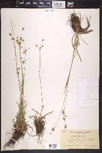 Luzula campestris image