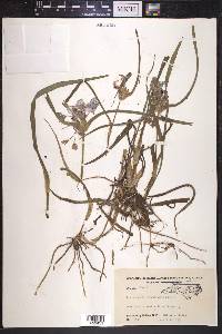 Tradescantia hirsuticaulis image