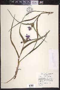 Tradescantia virginiana image